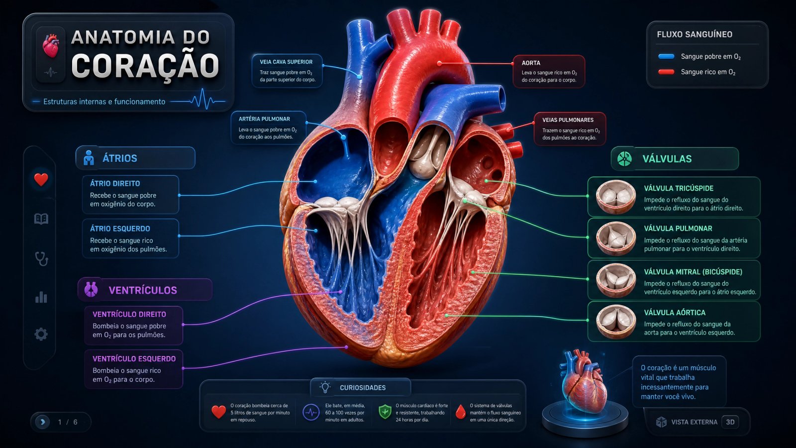 Anatomia do Coração