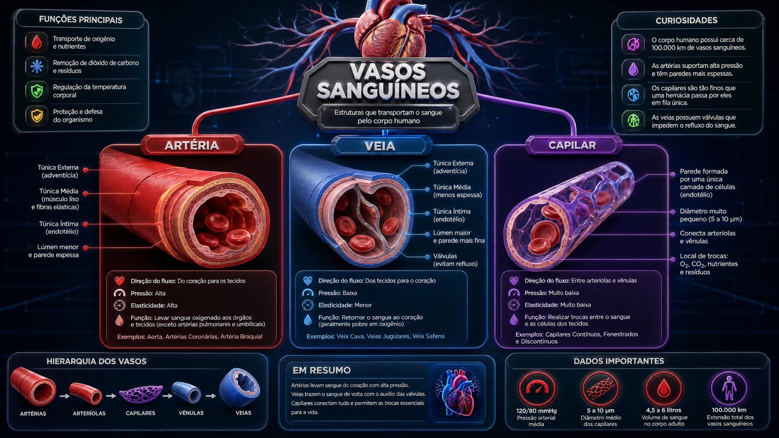 Vasos Sanguíneos
